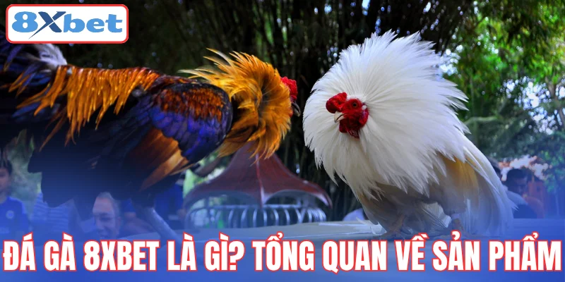 da-ga-8xbet-la-gi-tong-quan-ve-san-pham